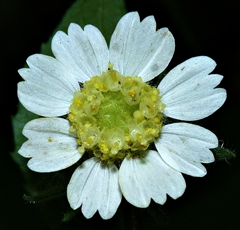 {Polymnia canadensis}